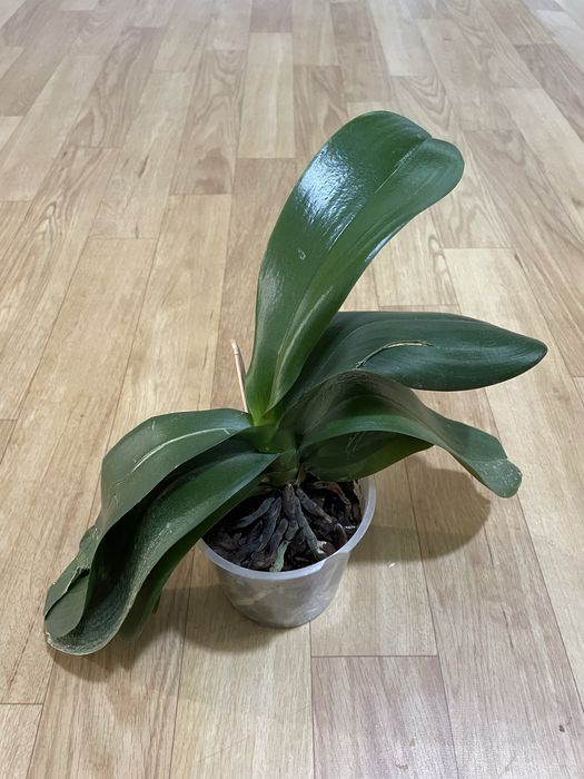 Орхідея біла  Phalaenopsis
