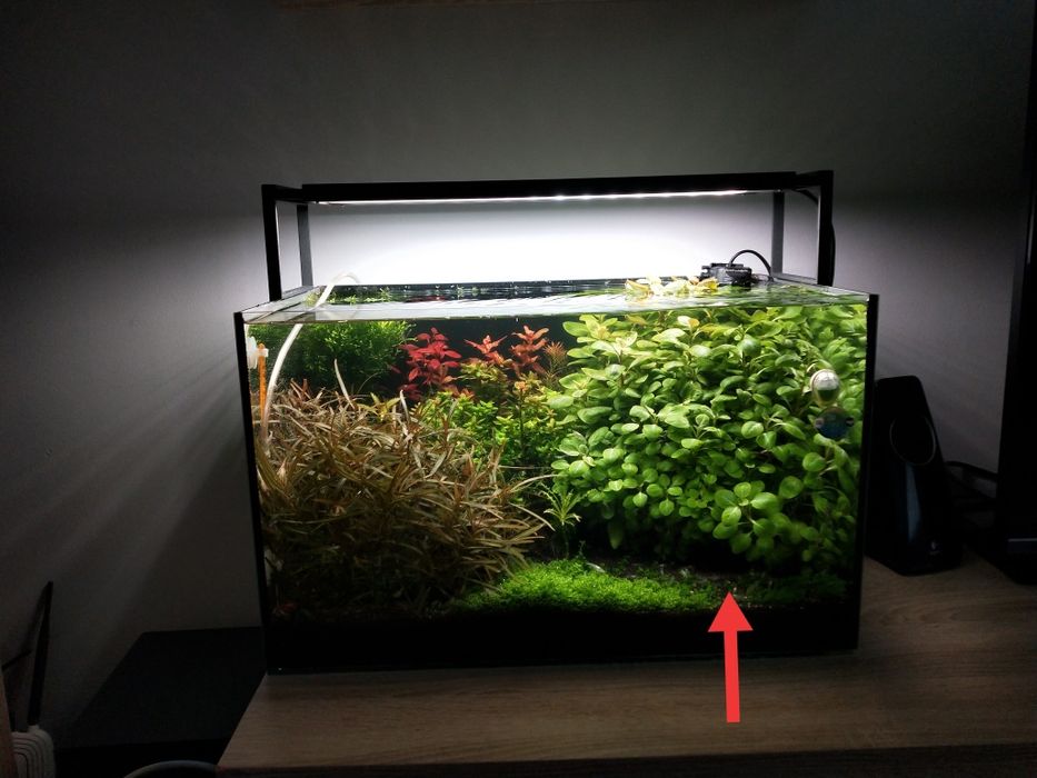 Lobelia Cardinalis sp. Mini (Stroiczka kardynalska )