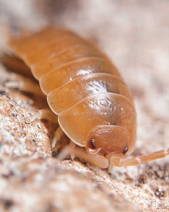 Porcellio laevis "Orange", isopody, 10 szt.