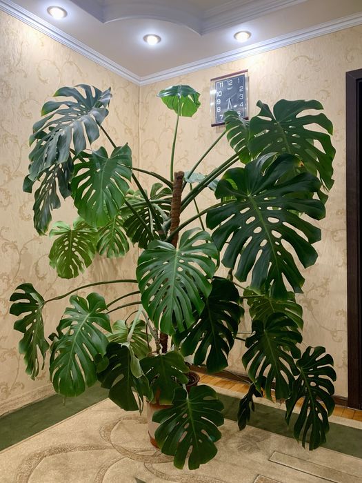 Велика Монстера Deliciosa (доросла, ефектна)