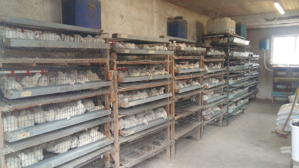 Перепілки Техаський бройлерний Добові 01,10,25