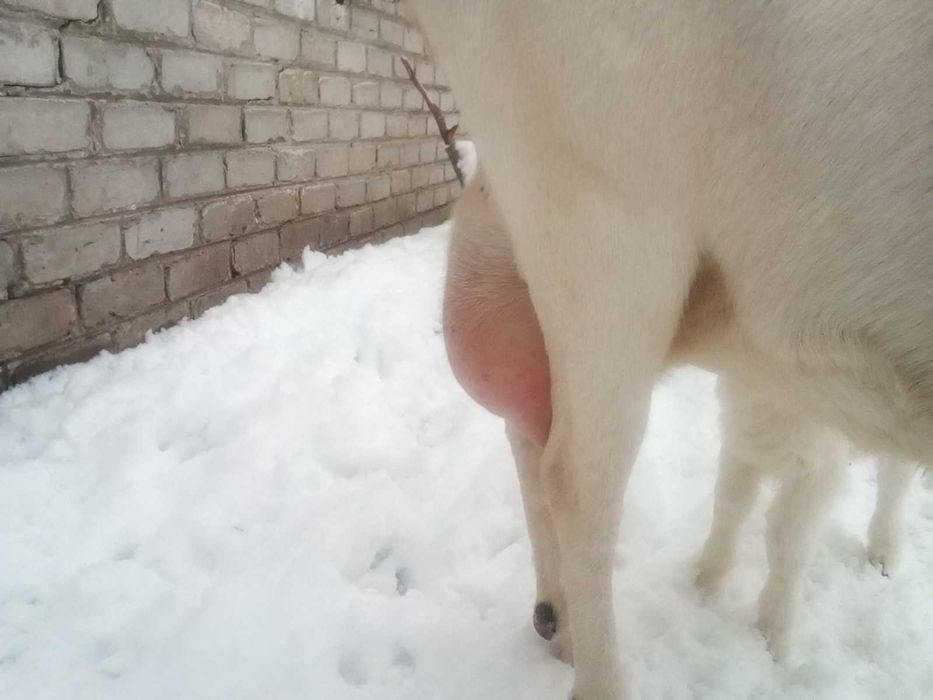 козы зааненско нубийские