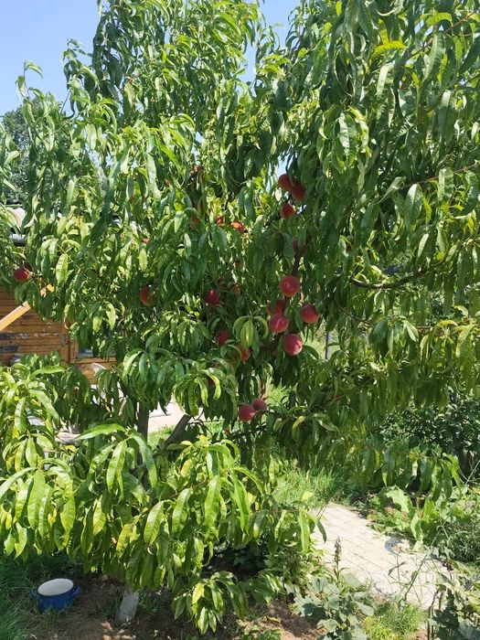 Odstąpię działke R.O.D 506m2 Warszawa Włochy