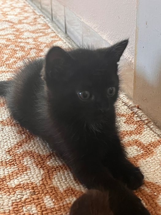 Кошенята з лініі чорних сибірських., бірми та сіама - в добрі руки