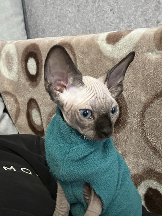 Сфинкс девочка 2 мес