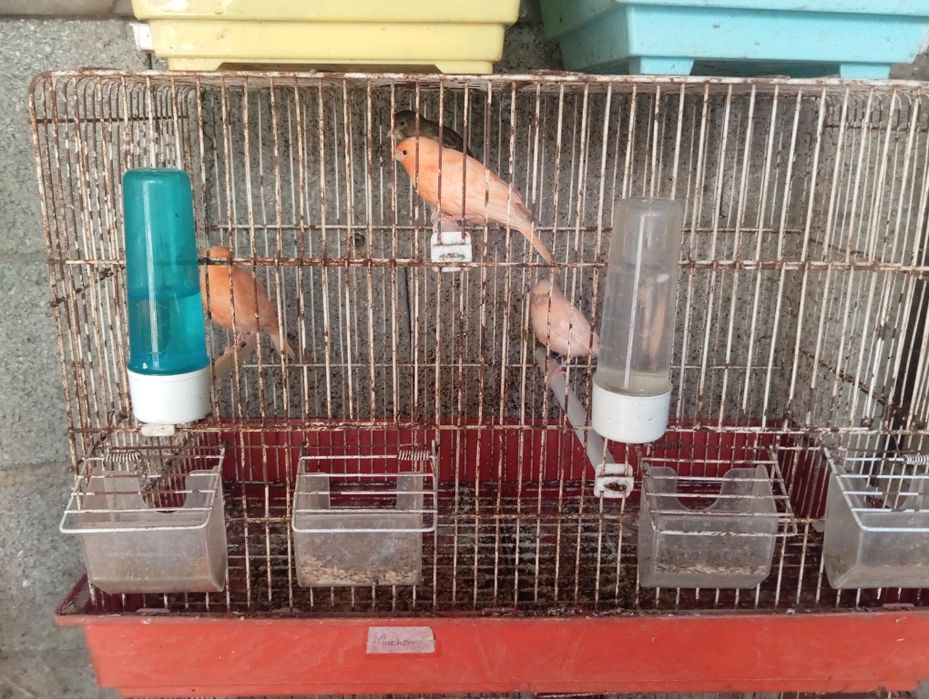Vendo canários de raças variadas