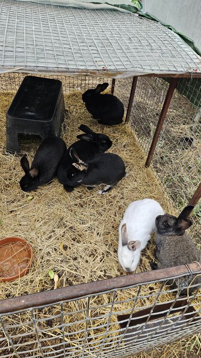 Króliki samice siedmiomiesięczne 100% ekologiczne