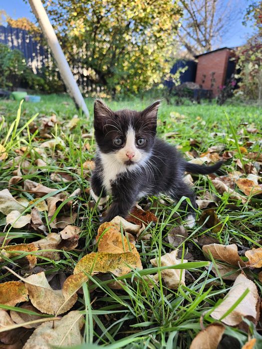 Котята в хорошие руки Харьков