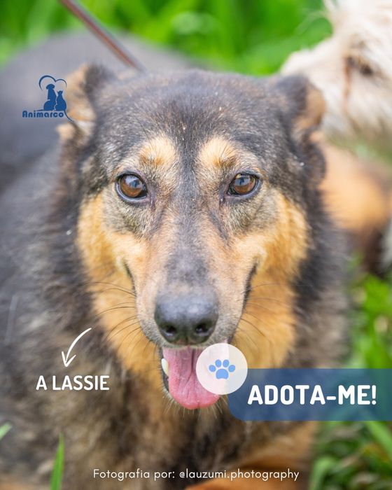 Lassie cadela porte medio / grande