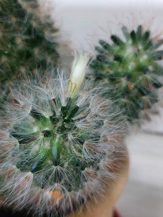 Мамілярія, кактус, сукуленти, вазон