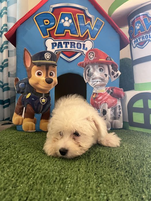 Bichon maltes super top femea olhos azuis
