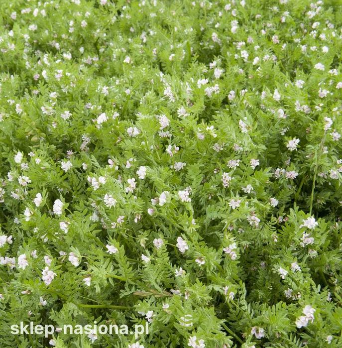 Seradela poplon 1kg