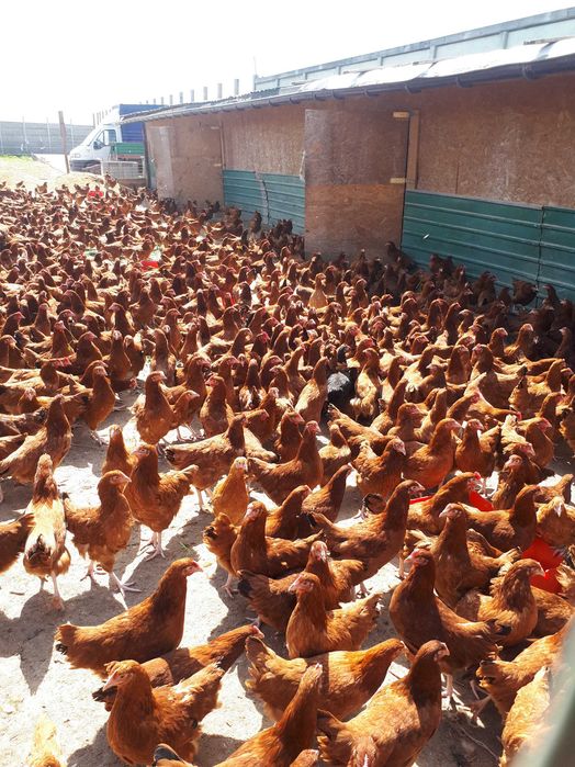 Kury nioski młode Rosa Messa Leghorn z pierwszym jajkiem Dowóz Gratis