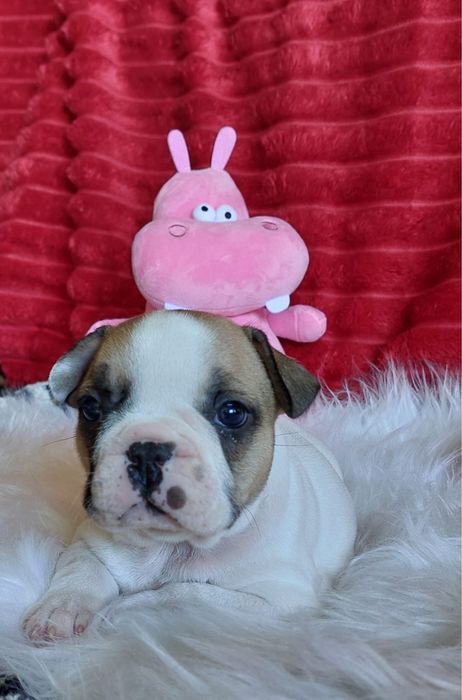 Bulldog francês bebé
