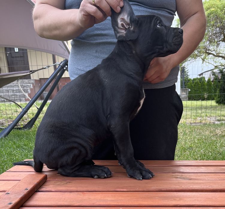 Cane Corso pies chłopak
