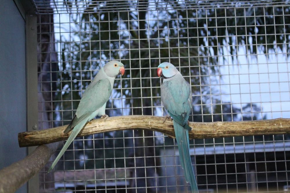 Ring Necks Azuis para Criar há Mão