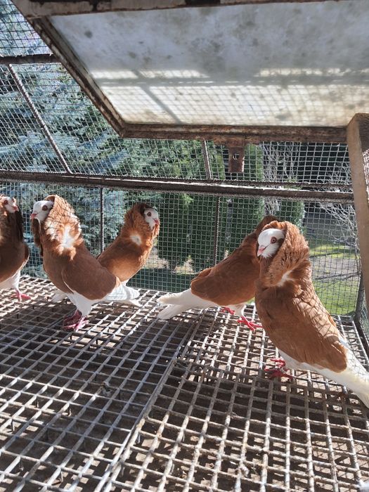 Sprzedam gołębie ozdobne kapucyny