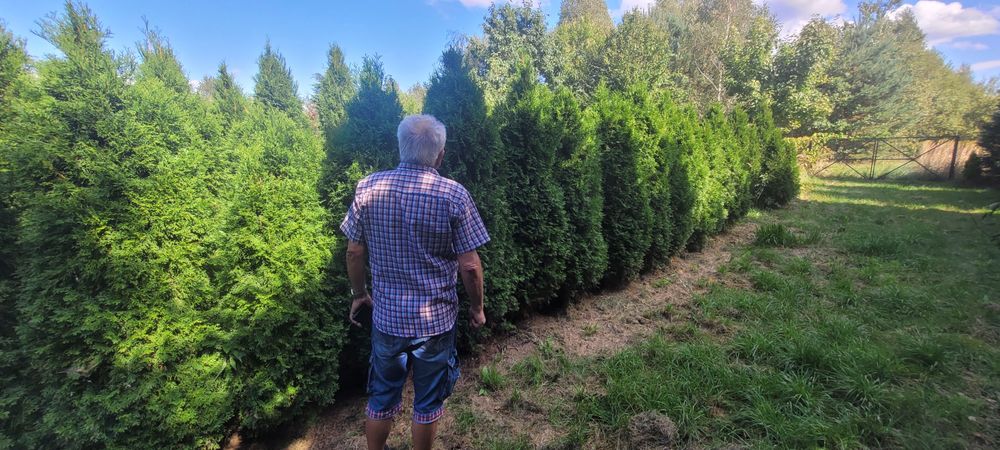 Tuje szmaragd duże od 140cm do 250cm