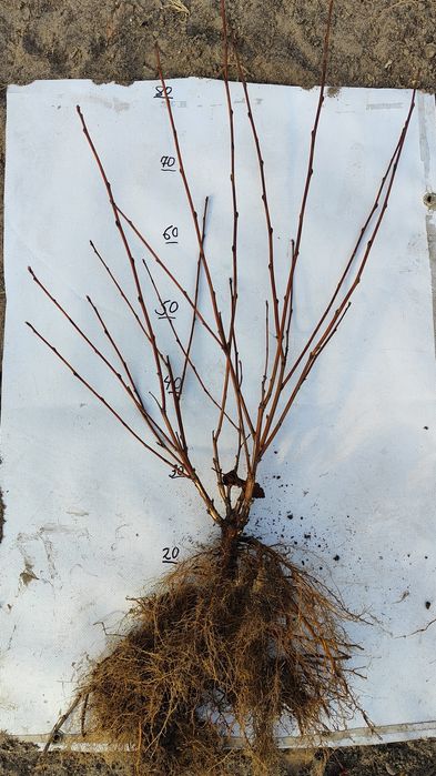 Пухироплідник калинолистий " Діаболо "