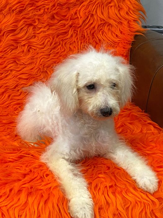 Sprzedam pięknego pudla