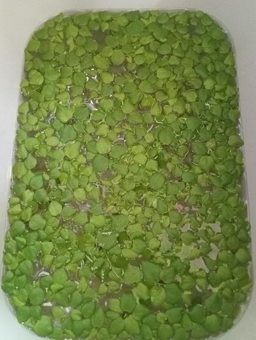 Amazon frogbit planta aquática