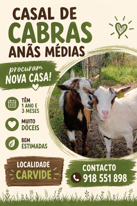 Cabras anãs médias