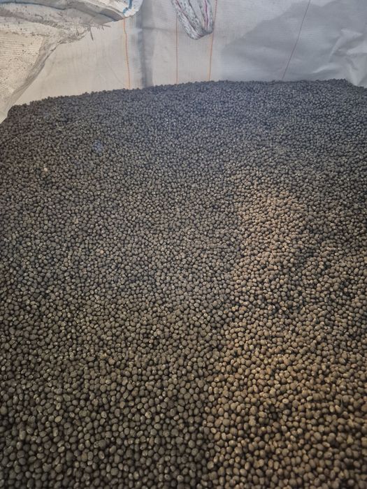 Łubin gorzki czyszczony