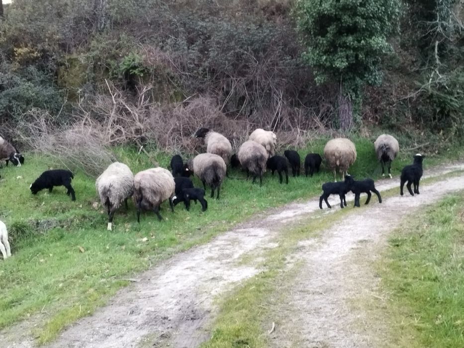 Borregos e borregas romanov