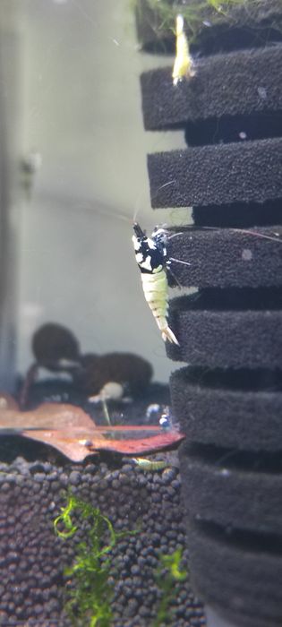 Caridina Pinto SPOTTED BLACK