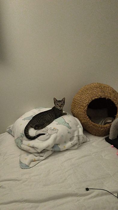 Gatinhos /as bebés com esterilização gratuita para adoção