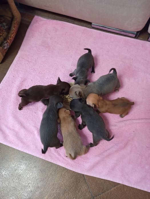 Песики чихуахуа. Є хлопчики і дівчатка. Міні стандарт. Вік від 2 місяц