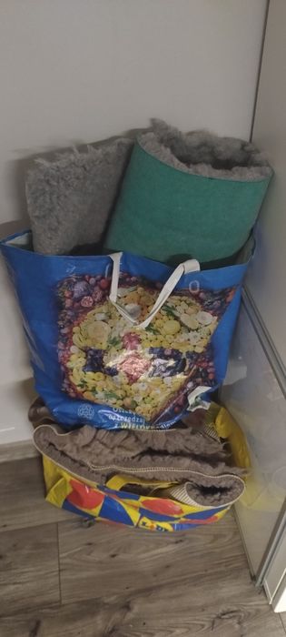 Świnki morskie oddam