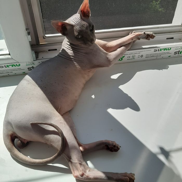 В'язка канадський сфінкс  !