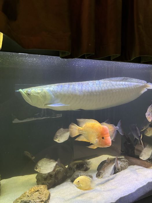 Арована риба дракон 100 см.