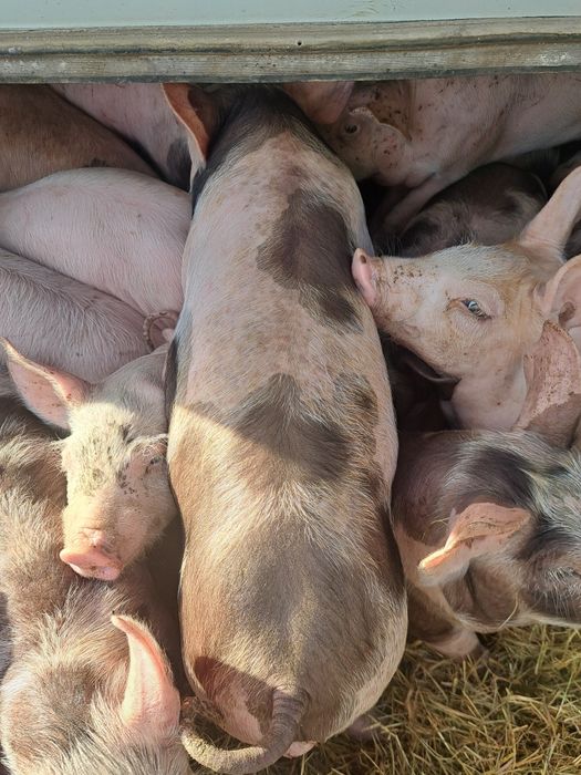 Продам поросят мясной породы