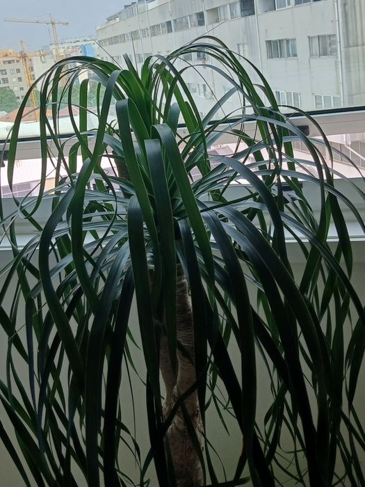 Planta Neolina Beaucarnea gigante e centenária maravilhosa. Bonsai maravilhoso.