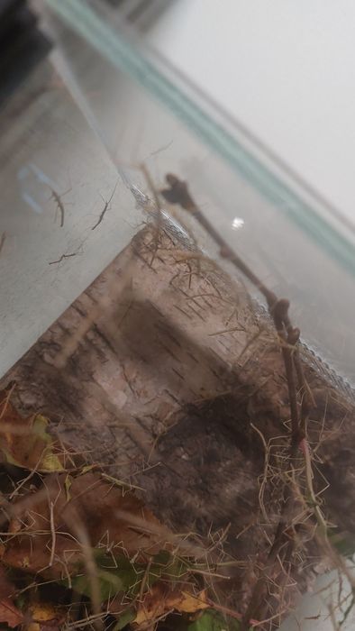 Małe i duże patyczaki za darmo