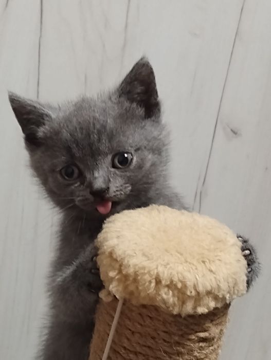 Шотландські кошенята