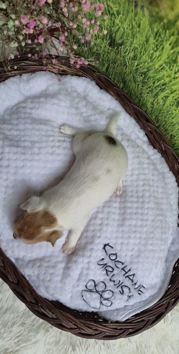 Śliczny chłopczyk chihuahua krótkowłosy