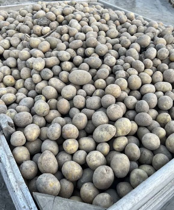 Ziemniaki odpadowe dostępna duża ilość