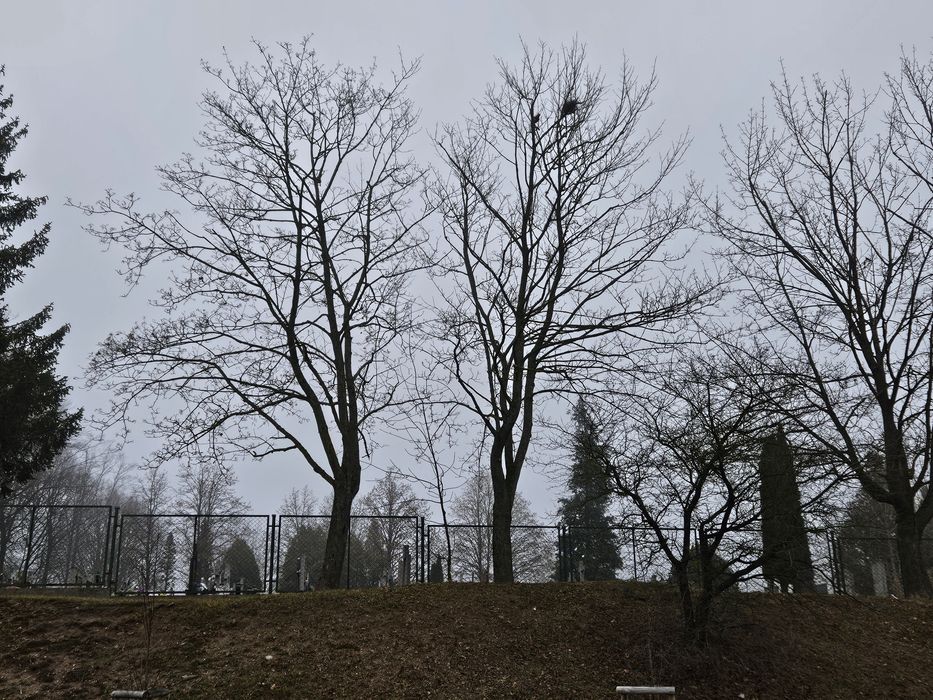 Wycinka drzew, pielegnacja, cięcie, usuwanie wywrotów