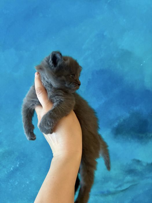 Kotka niebieska solid Maine Coon