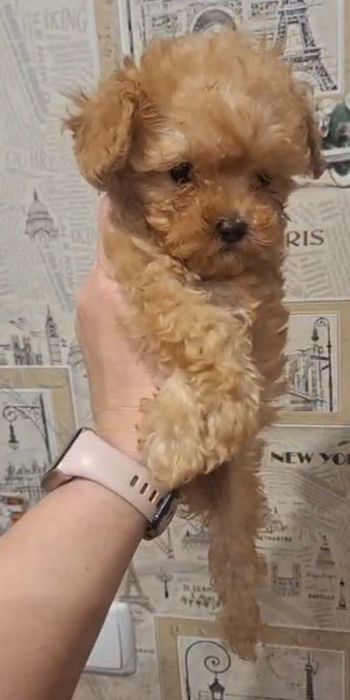 Бевочки пуделечки 1.5 мес. Ред браун .