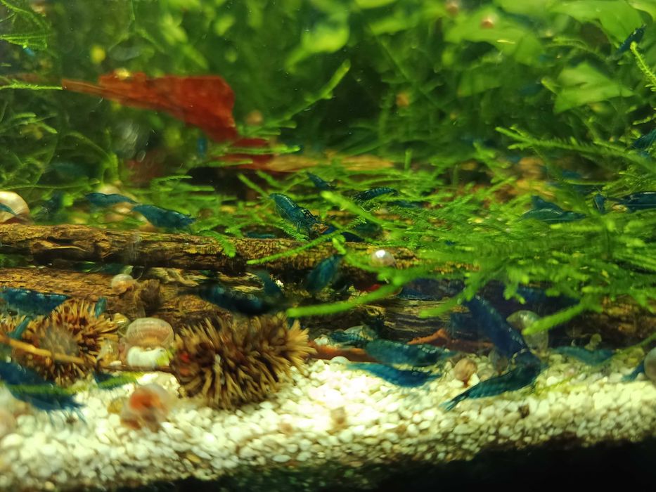 Neocaridina Blue Dream