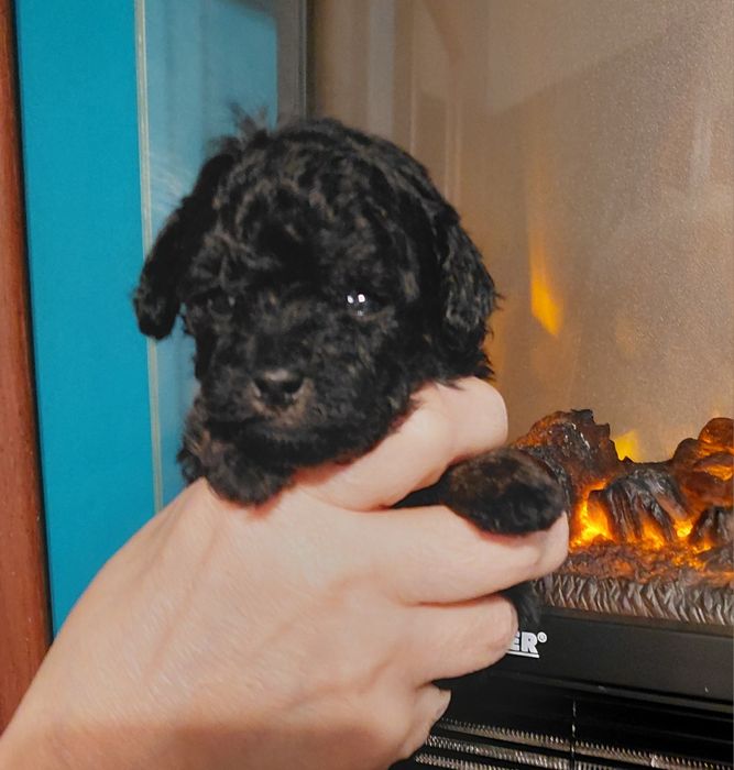 Pudel toy - suczka phantom