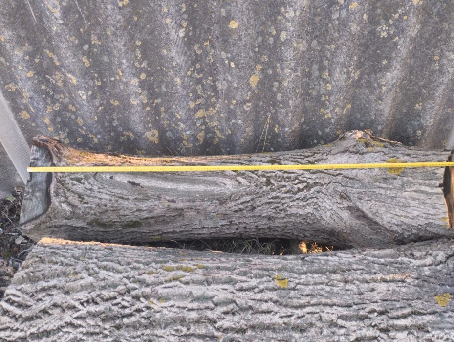 Продам стовбура горіха