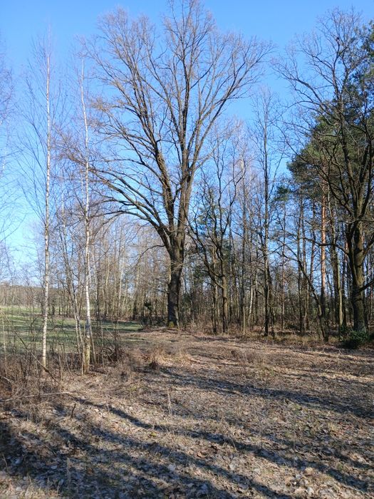 Dzialka rolna z ziemio i lasem