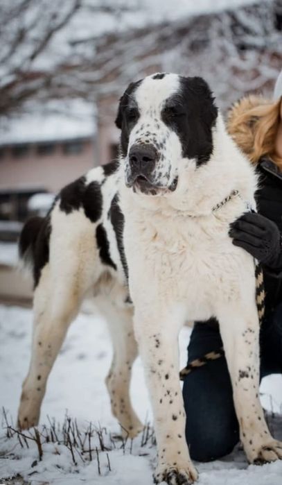 Owczarki Środkowoazjatyckie