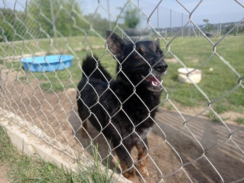 Domino do adopcji
