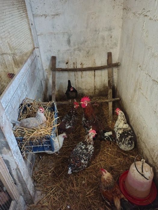 Sprzedam kurczaki zagrodówki